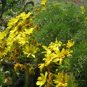 Anacapa Island, Coreopsis gigantea