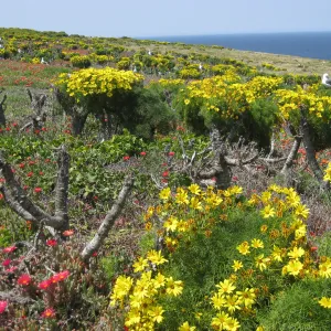 Anacapa Island, Coreopsis gigantea, Carpobrotus, Western Gulls