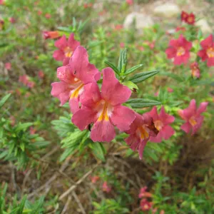 Mimulus cv. Trish in Ground Cover display