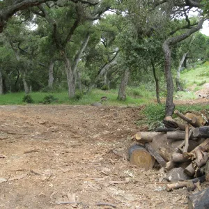 Van Schaick property after Eucalyptus log removal