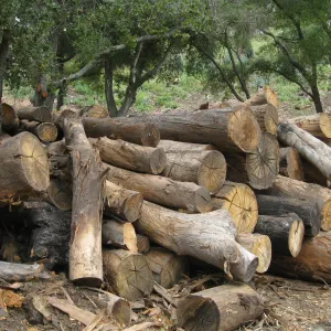Van Schack property after Eucalyptus log removal
