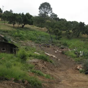 Van Schack property after Eucalyptus log removal