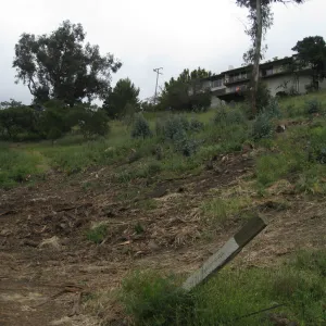 Van Schack property after Eucalyptus log removal