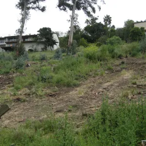Van Schack property after Eucalyptus log removal