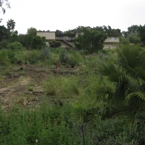 Van Schack property after Eucalyptus log removal