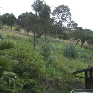 Van Schack property after Eucalyptus log removal