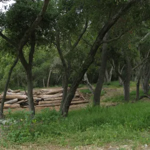 Van Schack property after Eucalyptus log removal
