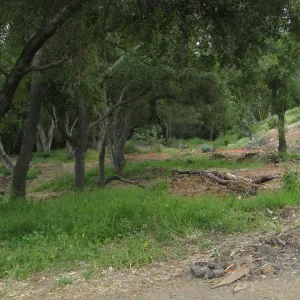 Van Schack property after Eucalyptus log removal