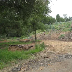 Van Schack property after Eucalyptus log removal