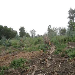 Van Schack property after Eucalyptus log removal