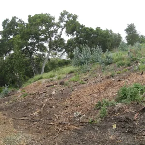 Van Schack property after Eucalyptus log removal