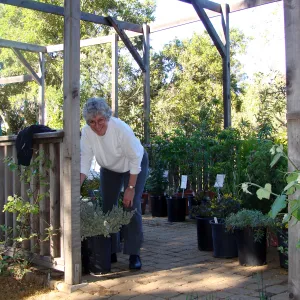 Ky Easton, SBBG Volunteer prepares for the Spring Plant Sale, 2011
