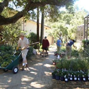 SBBG staff and volunteers prepare for the Spring Plant Sale, 2011