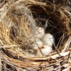bird nest with eggs, SBBG, Spring Plant Sale 2011