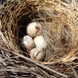 bird nest with eggs, SBBG, Spring Plant Sale 2011