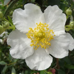 Carpenteria californica flower, Conservation Display Garden, SBBG