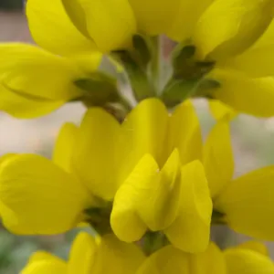 Thermopsis macrophylla flowers, inflorescence, Conservation Display Garden, SBBG