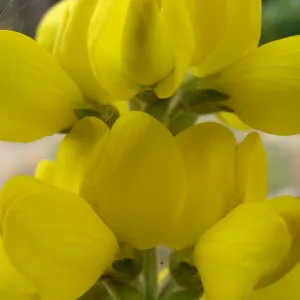 Thermopsis macrophylla flowers, inflorescence, Conservation Display Garden, SBBG