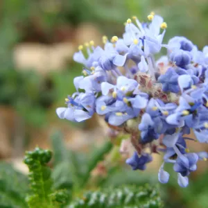 Ceanothus hearstiorum flowers, Conservation Display Garden, SBBG
