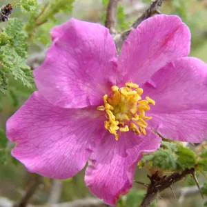 Rosa minutifolia flower, Conservation Display Garden, SBBG