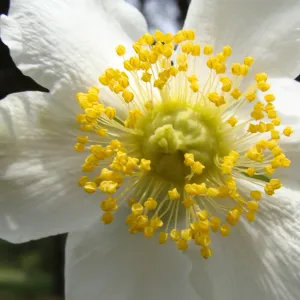 Carpenteria californica flower, Conservation Display Garden, SBBG