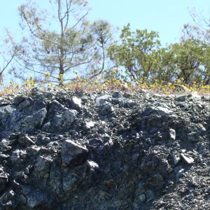 wildflowers on serpentine outcrop, Figueroa Mountain, 2011