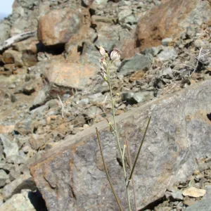 Caulanthus amplexicaulis var. barbarae, Santa Barbara jewelflower, serpentine outcrop, Figueroa Mountain, 2011