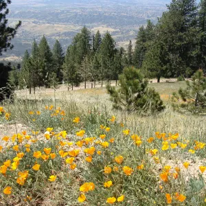 poppies, wildflowers, Figueroa Mountain, 2011