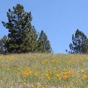 poppies, wildflowers, Figueroa Mountain, 2011