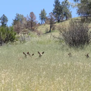 deer, Figueroa Mountain, 2011