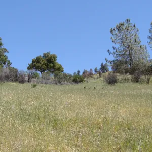 deer, Figueroa Mountain, 2011