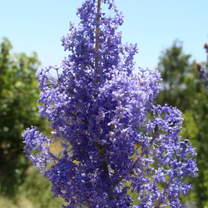 Ceanothus cyaneus in flower on the Porter Trail, volunteer after the Jesusita Fire, SBBG
