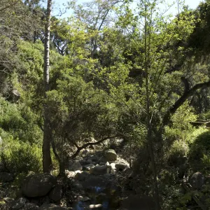 top of Mission Dam, SBBG, 2 years after the Jesusita Fire