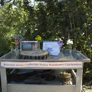 wildflower display cart, SBBG, 2 years after the Jesusita Fire