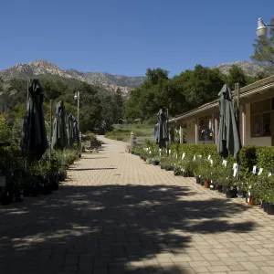 Courtyard view to the mountains, SBBG, La Cumbre Peak, 2 years after the Jesusita Fire