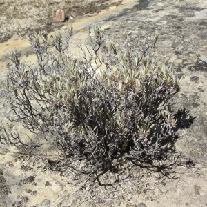 Eriogonum butterworthianum, SBBG Research and Conservation Department fieldtrip, Fort Hunter Liggett
