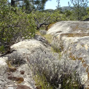 Eriogonum butterworthianum, SBBG Research and Conservation Department fieldtrip, Fort Hunter Liggett