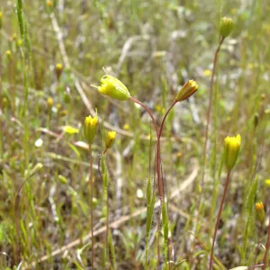 Pentachaeta exilis subsp. aeolica colony, Santa Lucia Mountains, SBBG Research and Conservation staff field trip, Fort Hunter Liggett