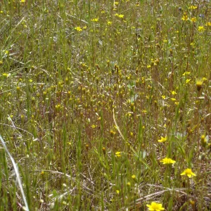 Pentachaeta exilis subsp. aeolica colony, Santa Lucia Mountains, SBBG Research and Conservation staff field trip, Fort Hunter Liggett