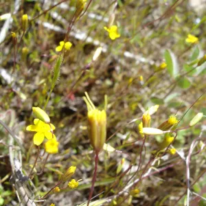 Pentachaeta exilis subsp. aeolica colony, Santa Lucia Mountains, SBBG Research and Conservation staff field trip, Fort Hunter Liggett