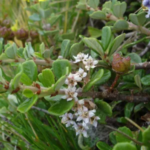 Ceanothus maritimus, coastal bluff, SBBG Research and Conservation Department fieldtrip, California coast, north of Piedras Blancas