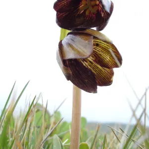 chocollate lily, SBBG Research and Conservation Department fieldtrip, California coast, north of Piedras Blancas