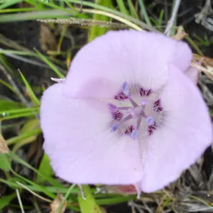 Calochortus flower, SBBG Research and Conservation Department fieldtrip, California coast, north of Piedras Blancas
