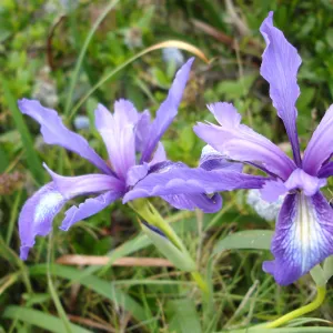 wild pacific coast iris, SBBG Research and Conservation Department fieldtrip, California coast, north of Piedras Blancas