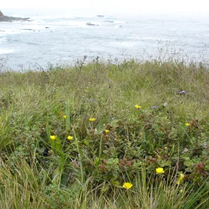 coastal bluff, SBBG Research and Conservation Department fieldtrip, California coast, north of Piedras Blancas