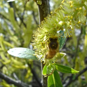 willows in bloom, Mission San Antonio, Fort Hunter Liggett, SBBG Research and Conservation staff field trip, 2006