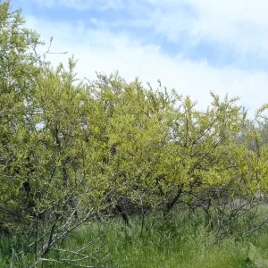 willows in bloom, Mission San Antonio, Fort Hunter Liggett, SBBG Research and Conservation staff field trip, 2006