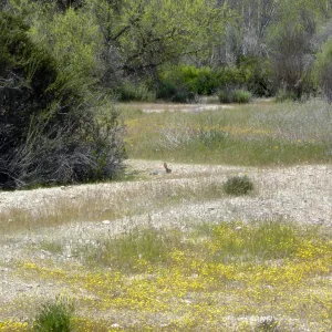 wildflowers, cottontail rabbit, bunny, Mission San Antonio, Fort Hunter Liggett, SBBG Research and Conservation staff field trip, 2006