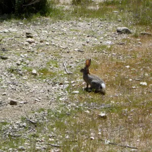 cottontail rabbit, bunny, Mission San Antonio, Fort Hunter Liggett, SBBG Research and Conservation staff field trip, 2006
