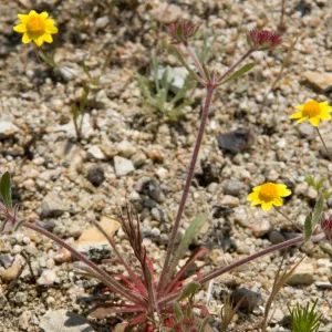 wildflowers, Mission San Antonio, Fort Hunter Liggett, SBBG Research and Conservation staff field trip, 2006